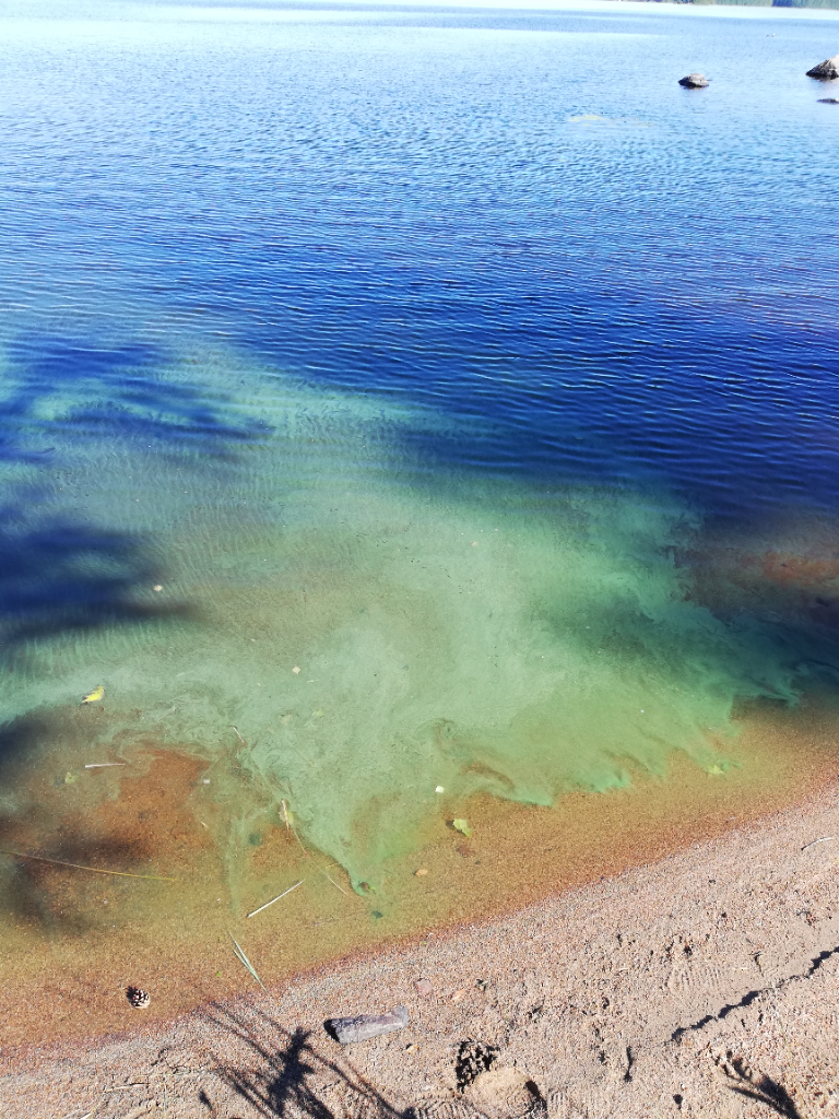 Nerkoonjärvi (35.538.1.010)-Savilahti-ObsALG-202107021942-60df4306864cd.png