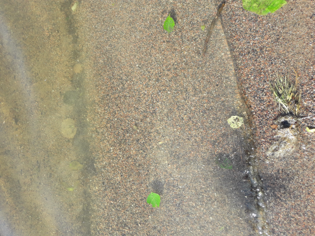 Pyhäjärvi (35.211.1.001)-Valtakunnallinen sinileväseuranta (Pyynikin uimaranta)-ObsALG-202106220900-60d192f762660.png