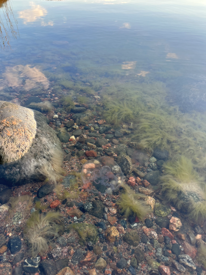 Suvisaaristo-Lauttasaari-Karhusaari-ObsJELLY-202510171924-68f26f9101a9f.png