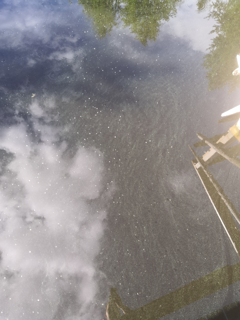 Pielavesi (14.741.1.001)-Sammalisenlahti-ObsALG-202406121501-6669ac1de21ee.png