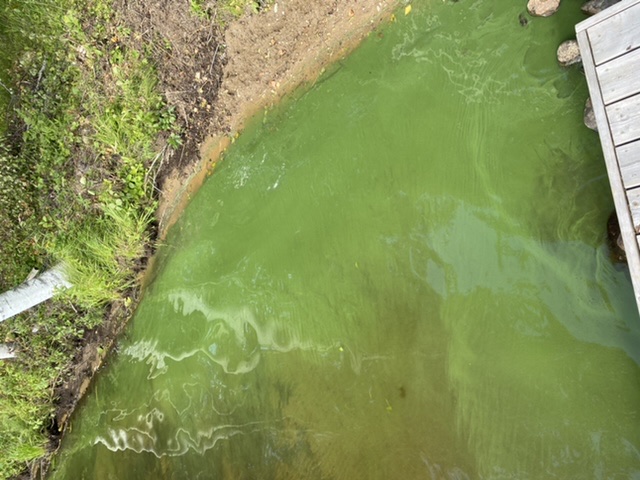 Tiedosto:Petäjäjärvi (04.275.1.005)-Karjalanlahti-ObsALG-202007271236-92.jpeg