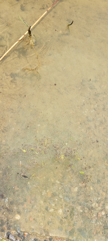 Simpelejärvi (yhd.)-Melkoniemi-ObsALG-202107031115-60e01e0db7880.png