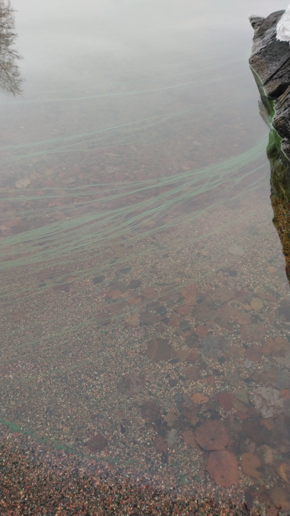 Pyhäjärvi (35.211.1.001)-Tampere Raholan uimaranta-ObsIMG-202212011137-63887667f2775.png