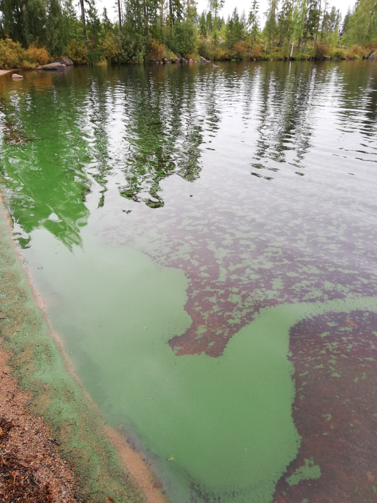 Hautaperän tekojärvi (53.081.2.001)-Valtakunnallinen sinileväseuranta (Hautaperän allas, uimaranta)-ObsIMG-202308300839-64eed6011e5b3.png