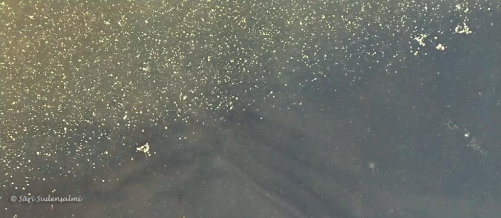 Saimaa (04.112.1.001)-Rientola 1-3-1 ranta, Saikkolan kylä Utrasaari-ObsIMG-202206251709-62b718b57fe5b.png