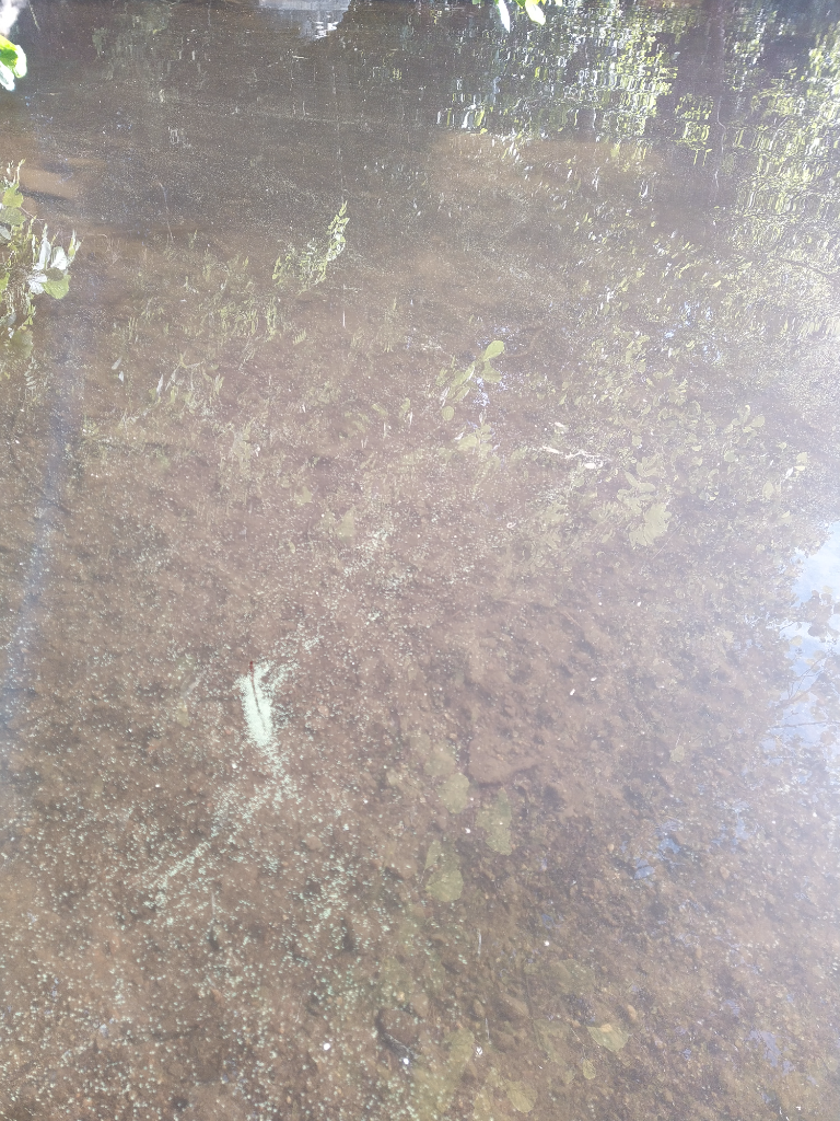 Vesijärvi (35.731.1.001)-Soukkio-ObsALG-202207101833-62caf31100bb7.png