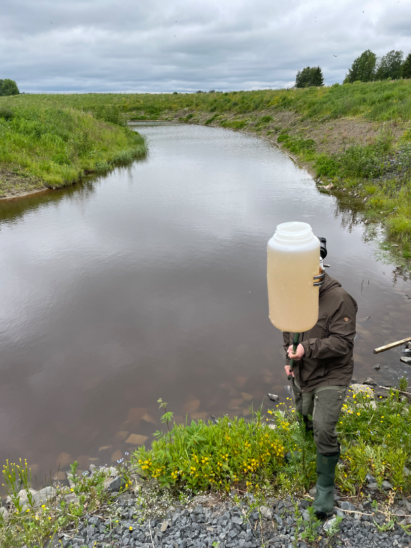 Katajaojan valuma-alue (53.026)-Taanilan kosteikko-ObsIMG-202506241327-1750973480620.png