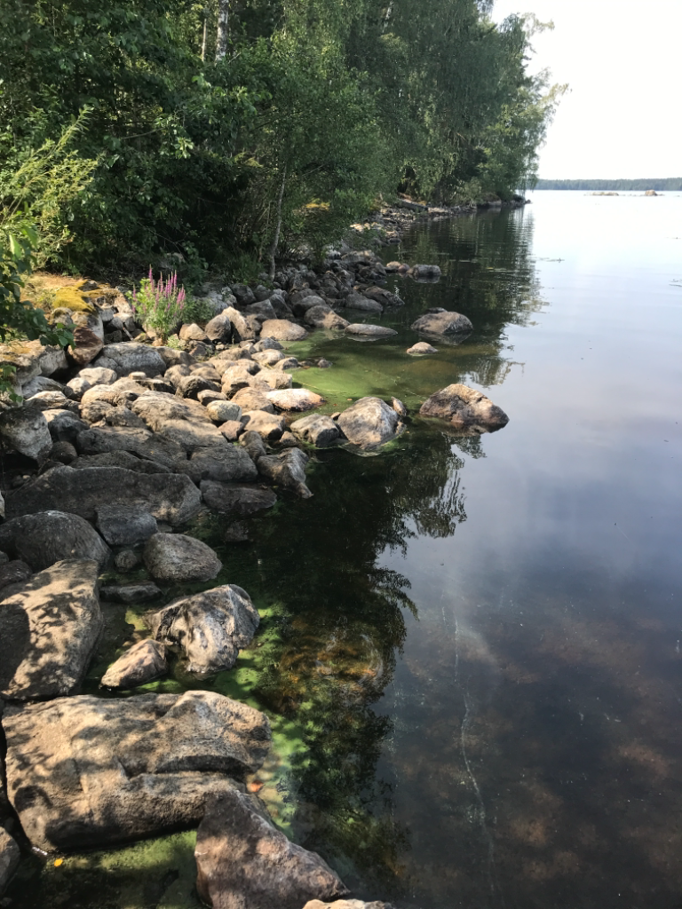 Kuohijärvi (35.782.1.001)-Evonniemi-ObsIMG-202107271238-60ffd4cc070cb.png