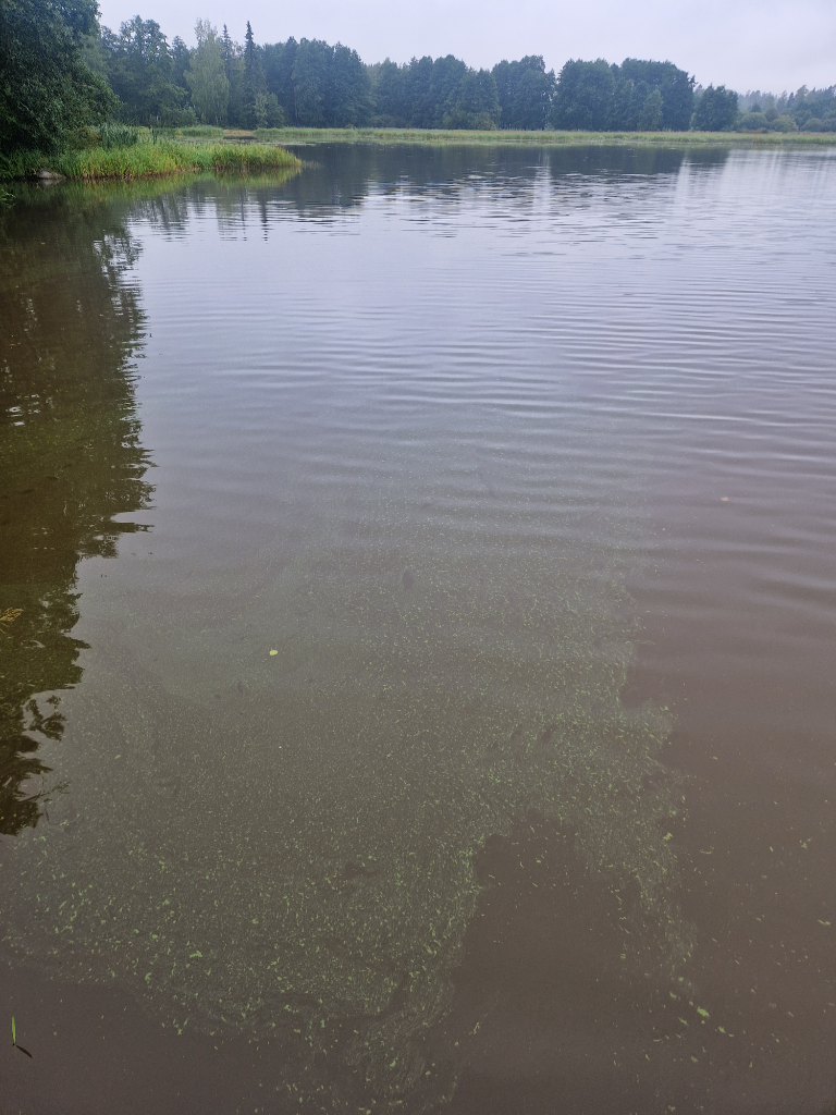 Pyhäjärvi (35.931.1.002)-Havaintopaikka 1-ObsIMG-202308241001-64e7349b57056.png