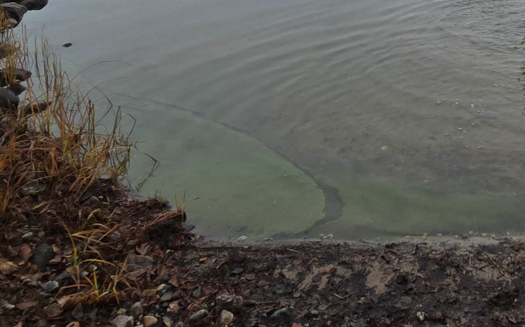 Ala-Rieveli (14.171.1.001)-Havaintopaikka 1-ObsIMG-202511112006-691e07c78f059.png