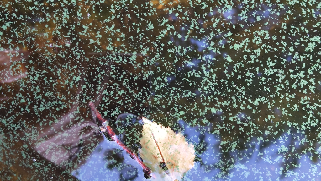 Isojärvi (14.263.1.001)-Perukka-ObsIMG-202308191955-64e0fd056a0a9.png