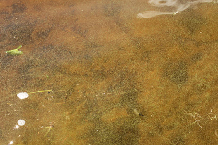 Kyyvesi (14.932.1.001)-Rukkune-ObsALG-202006201900-22.jpg