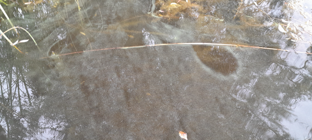 Riistavesi (04.691.1.001)-Savulahti -ObsIMG-202309111419-64fef894e4c1b.png