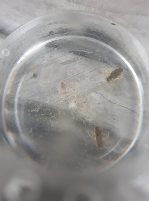 Buksimmare lillholmen.jpg