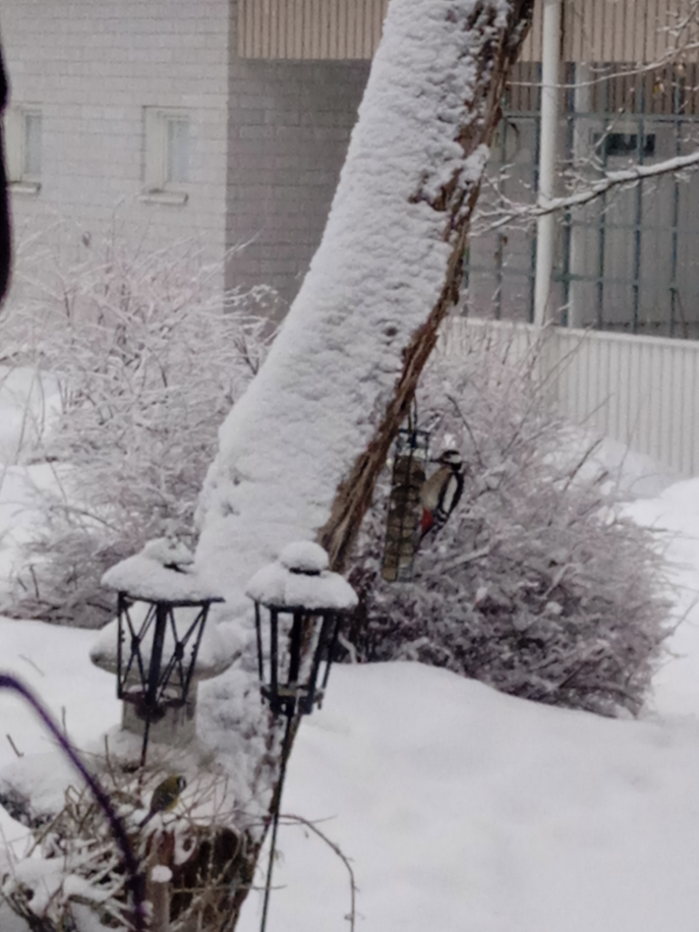 Päijänne (yhd.)-Jyskän uimaranta-ObsBIRD-202201271419-61f28e9c83d1b.png