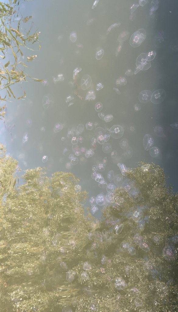 Seurasaari-Lapinlahti, Venetsia-ObsJELLY-202309071141-64f98c6bd0185.png