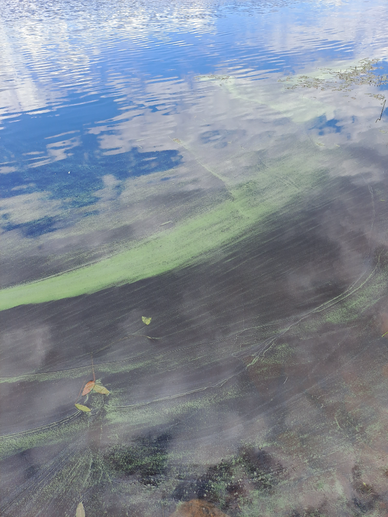 Toisvesi (35.421.1.001)-Nuorisokeskus Marttisen Toisveden ranta-ObsIMG-202307111507-64ad466a8f7fd.png