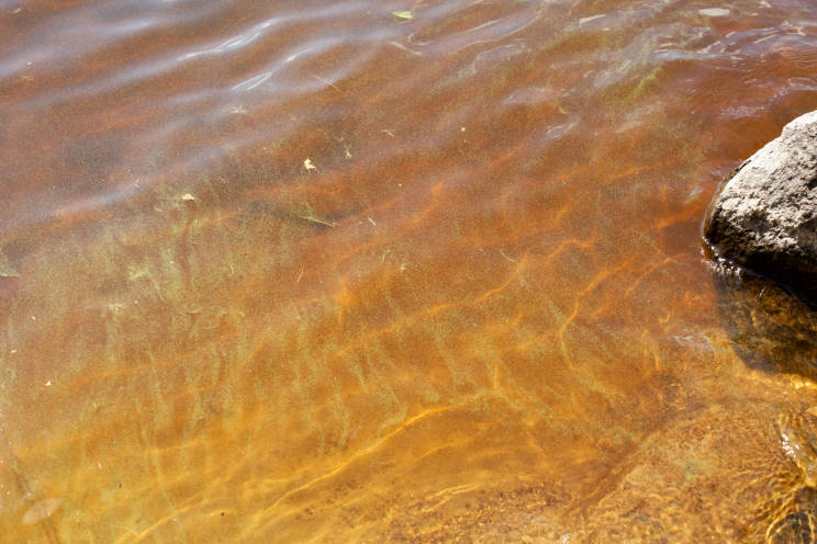 Kyyvesi (14.932.1.001)-Rukkune-ObsIMG-202006201900-67.jpg