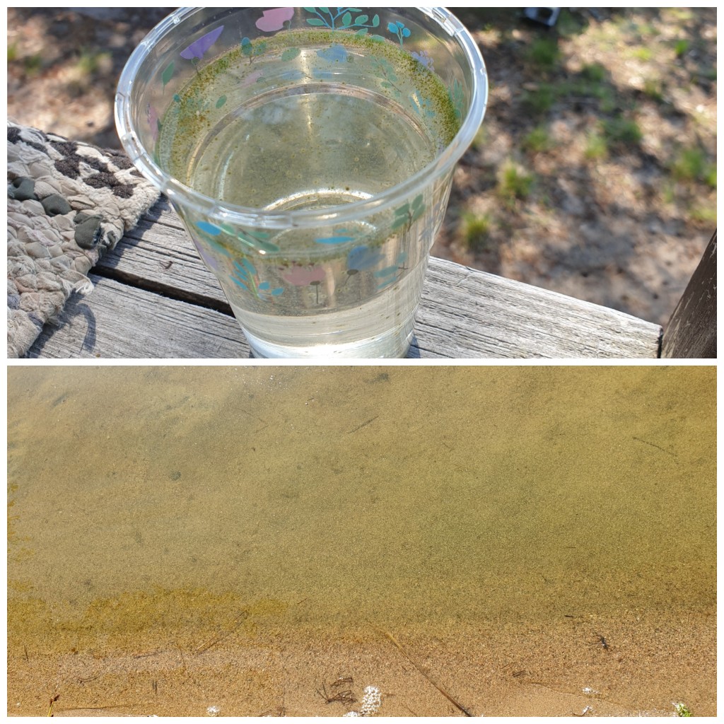 20190725 Järviwiki.jpg