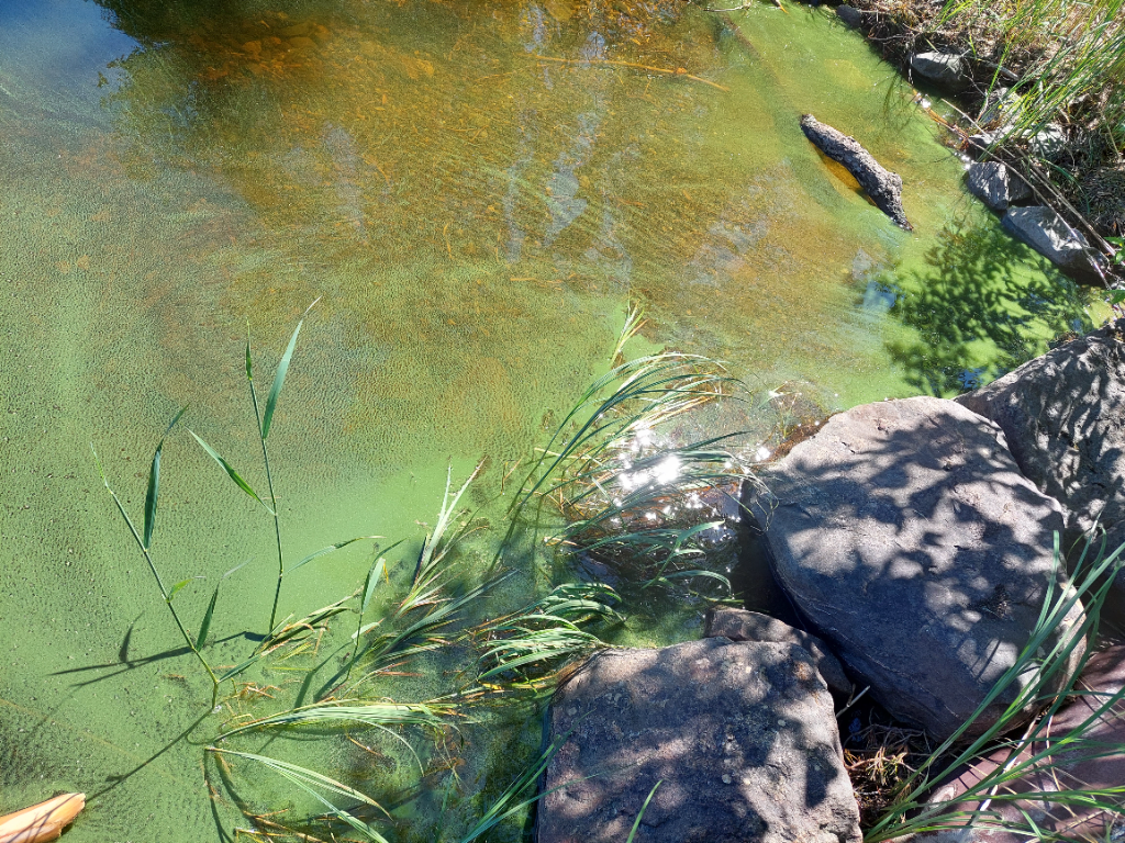 Orivesi (Saimaa) (04.311.1.001)-Savonranta-ObsIMG-202206301828-62bdc1cd38b4e.png