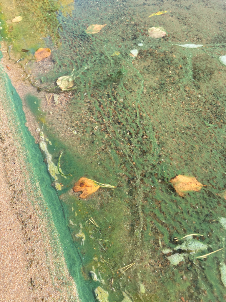 Saimaa (04.112.1.001)-Rokansalo-ObsALG-202210021506-63397eee946a8.png