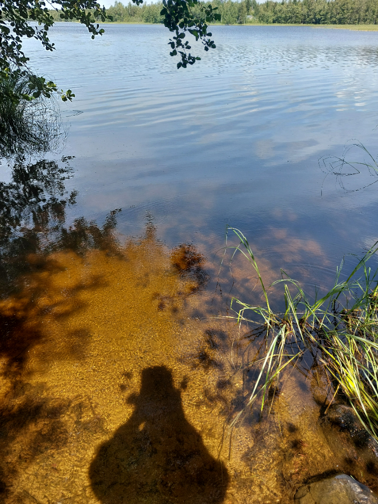 Haukivesi (Saimaa) (04.211.1.001)-Rotarien sinileväseuranta (Peltoniemi)-ObsIMG-202407081348-668bc48eb4538.png