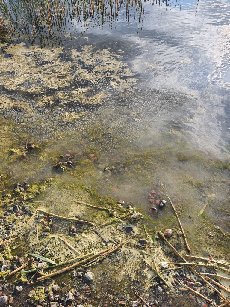 Vappari-Norrbyviken -ObsALG-202106081931-60bf9c89e1136.png