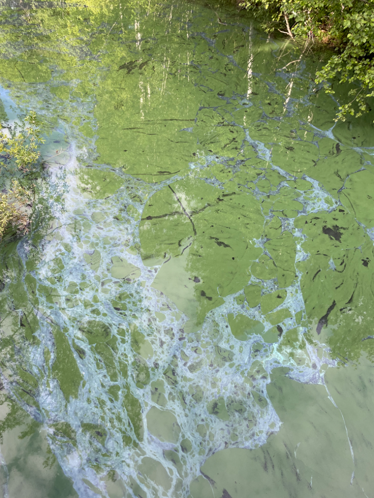 Päijänne (yhd.)-Havaintopaikka 2-ObsIMG-202406221925-6676fbf4bee53.png