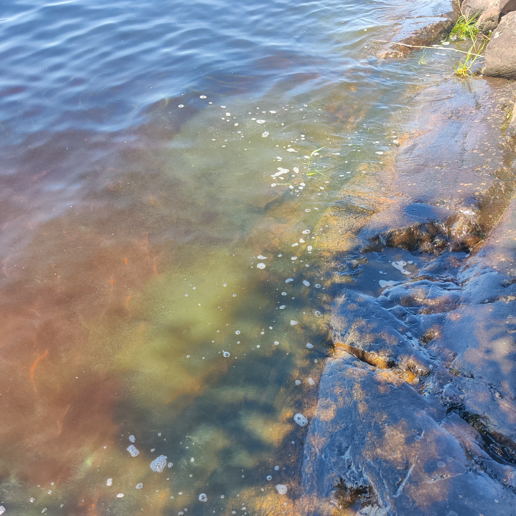 Pielinen (04.411.1.001)-Havaintopaikka 8-ObsALG-202206241355-62b5988c3d2ae.png