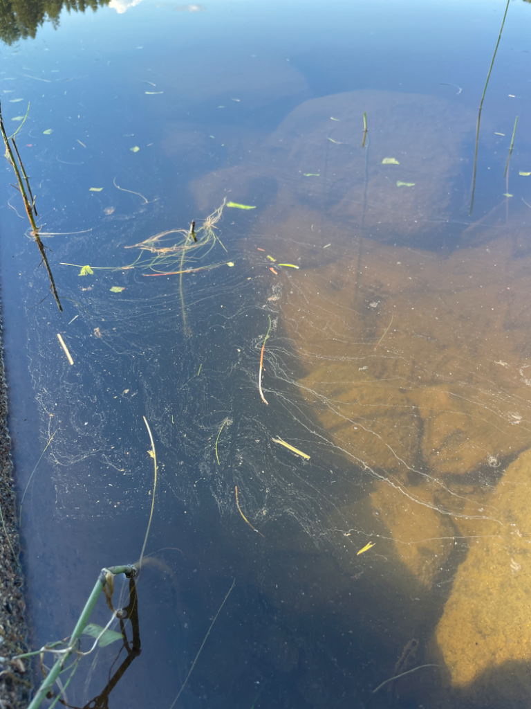 Iso Metsälampi (14.921.1.012)-Iso Metsälampi-ObsIMG-202407131040-6692307967d38.png