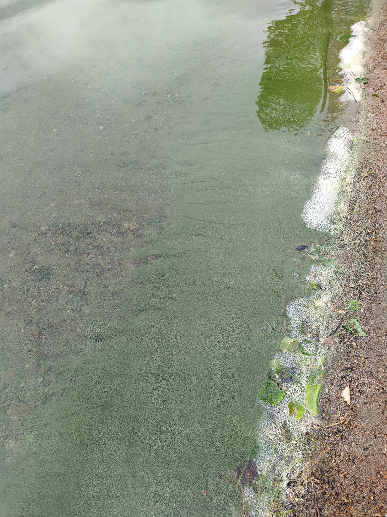 Särkijärvi (35.242.1.015)-Särkijärven uimaranta-ObsALG-202206221705-62b3221470cf3.png