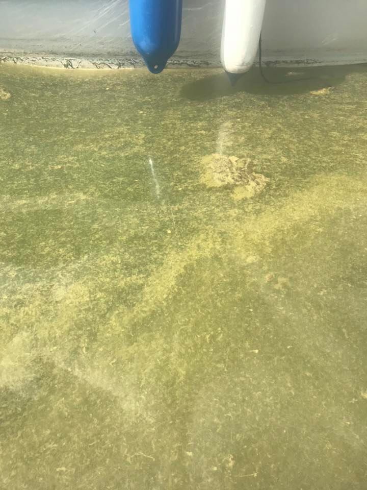 Orslandet-stora fagerö-ObsIMG-201907281103-55.jpg