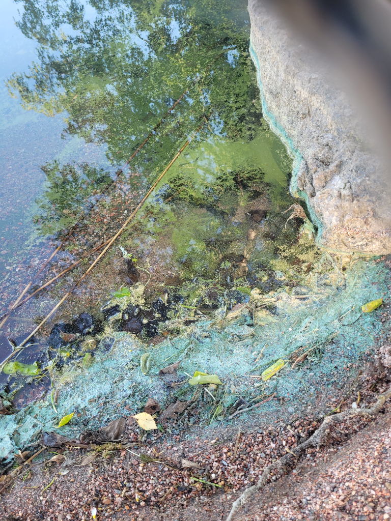 Alasenjärvi (14.164.1.002)-kotiniemi-ObsIMG-202306191831-649075b340627.png