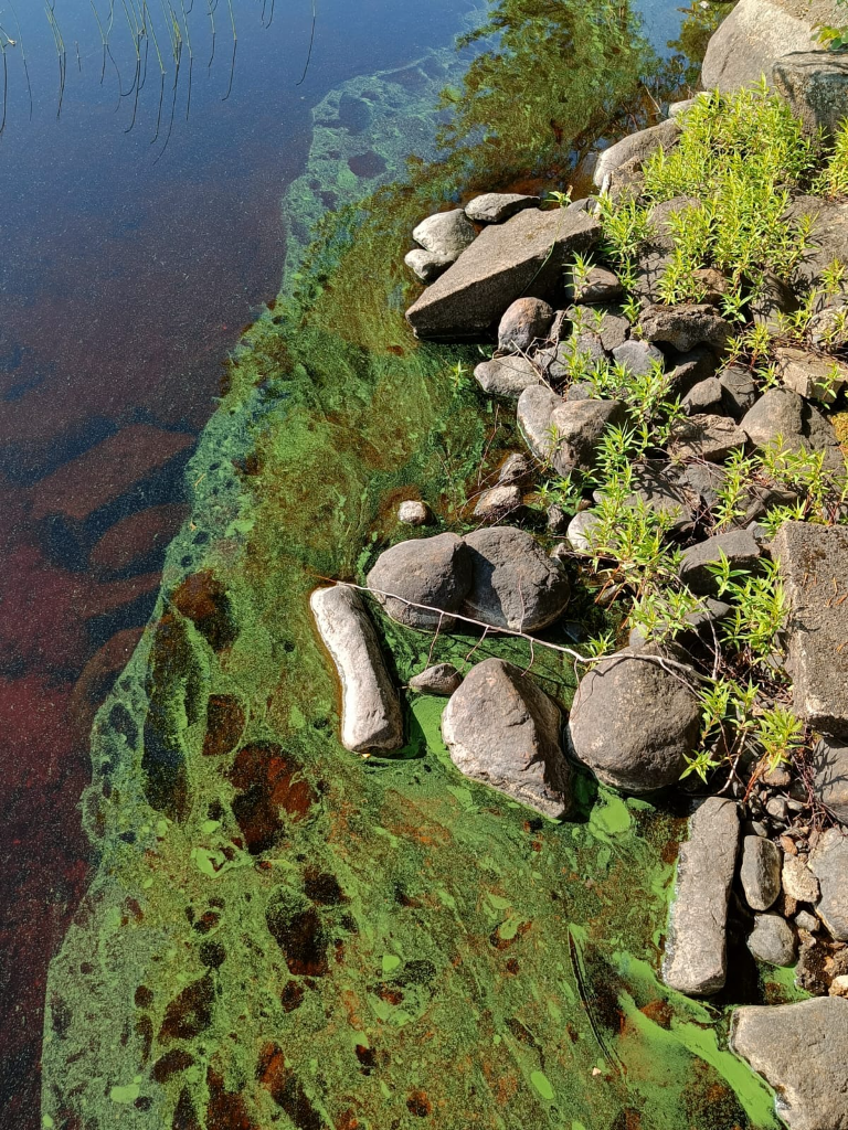 Liesjärvi (35.484.1.001)- Myllyniemi-ObsIMG-202307111000-64ae8a2a6305f.png
