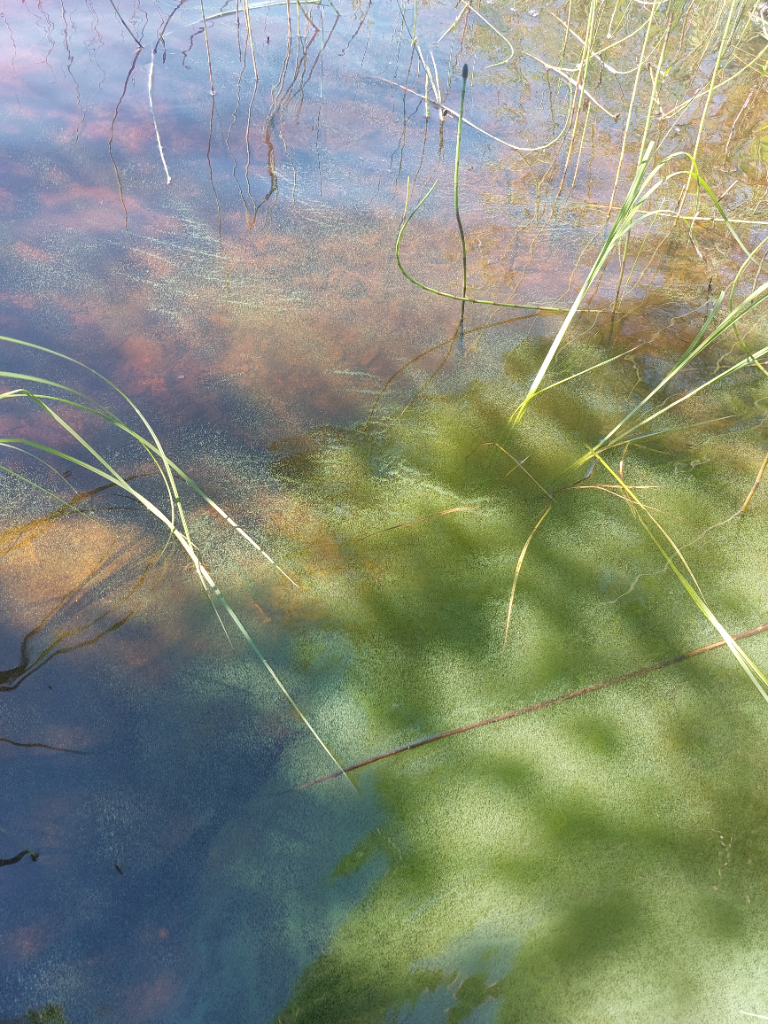 Kivesjärvi (59.351.1.002)-Havaintopaikka 2-ObsALG-202406261200-6681c584217c8.png