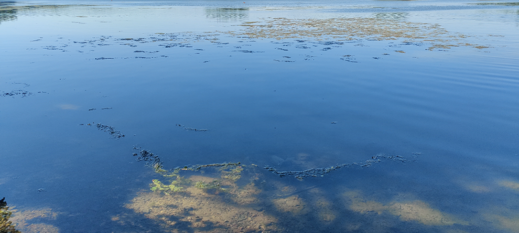 Littoistenjärvi (82V043.1.001)-Littoistenjärvi, Ristikallion ranta-ObsIMG-202406261639-667c1a9f84c98.png