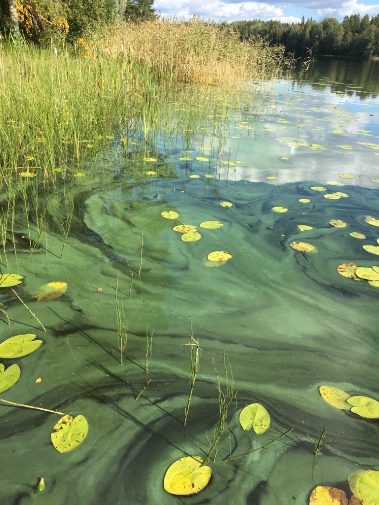 Pitkävesi (35.722.1.014)-Tunkelontie 221-ObsIMG-202108311348-612e09ec64e3a.png