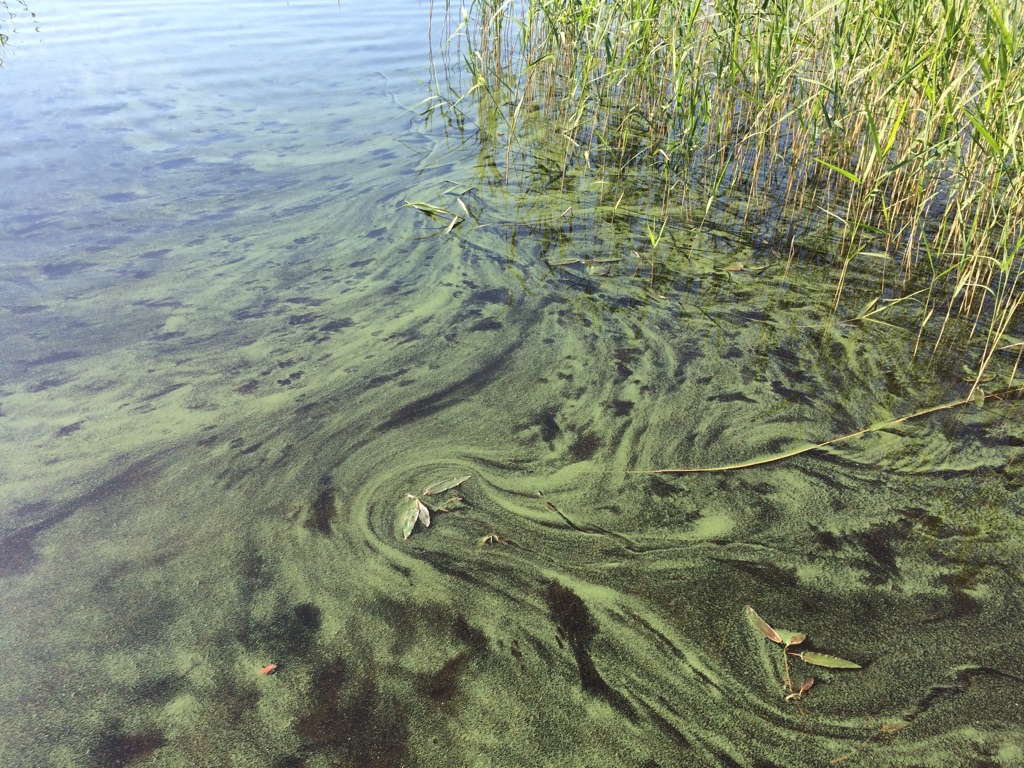 Sinilevä Muikkulahti.jpg