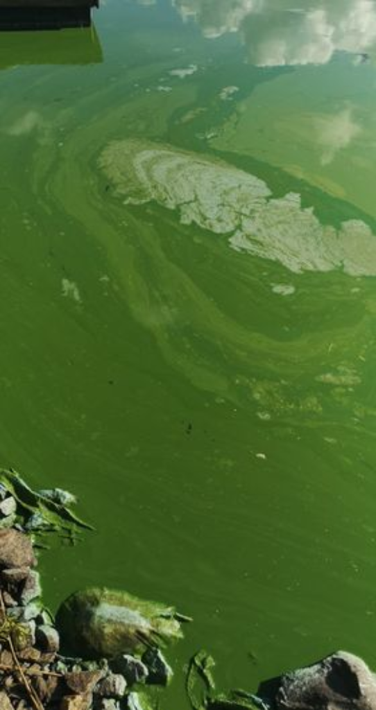 Pyhäjärven lähialue (35.211)-Heinälahti-ObsALG-202208091406-62f2402fae813.png