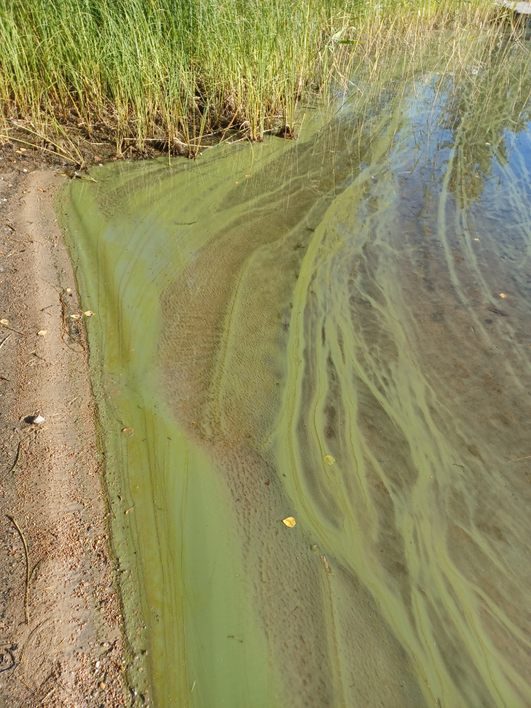 Saimaa (04.112.1.001)-Tappikallio-ObsIMG-202209120955-631ed9afe13b6.png