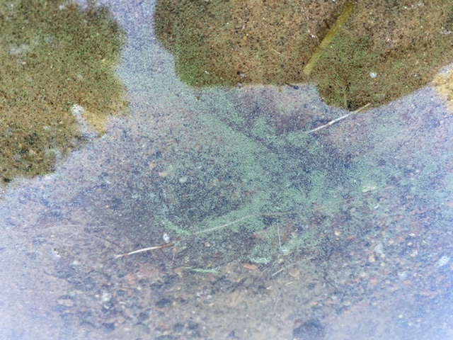 Petäjäjärvi (04.275.1.005)-Karjalanlahti-ObsALG-202007261800-38.jpeg