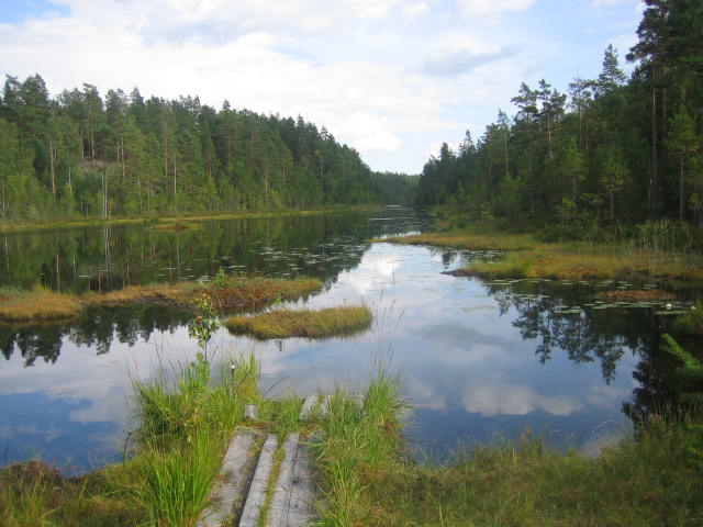 Suolikkaan pää 005.JPG