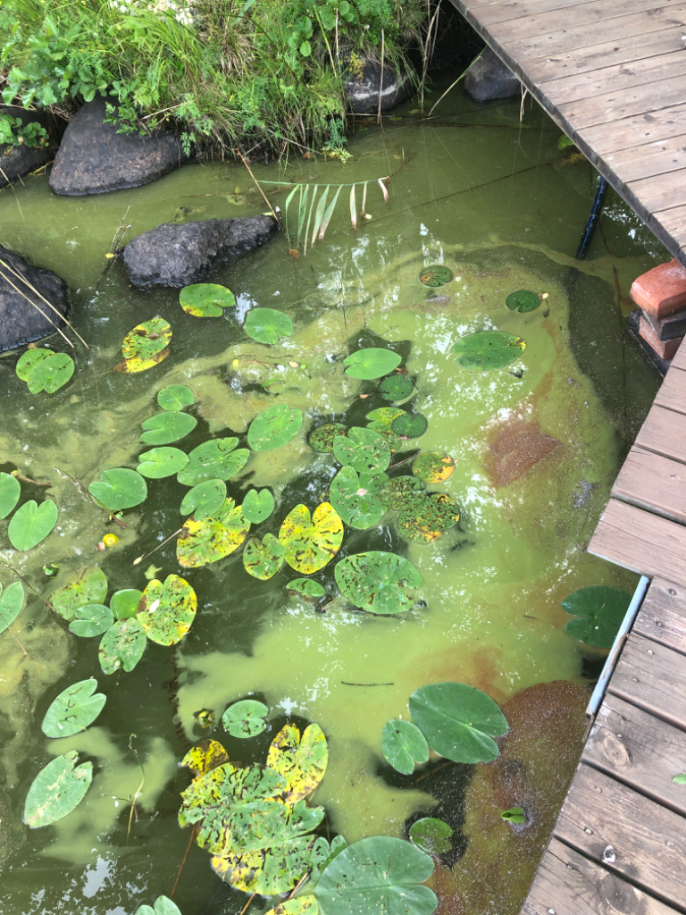 Mattilanlampi (14.831.1.004)-Suviranta-ObsIMG-202307271247-64c23d6d4c49a.png