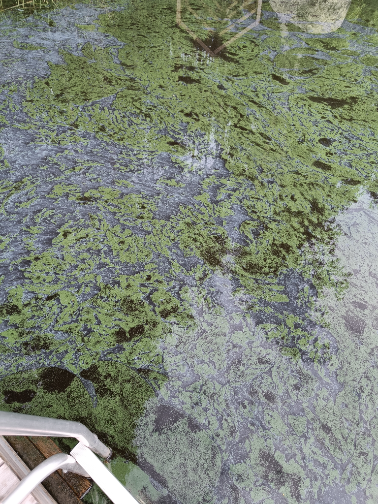 Päijänne (yhd.)-Nisula, Niemelä-ObsIMG-202306281354-649c1197f35b7.png