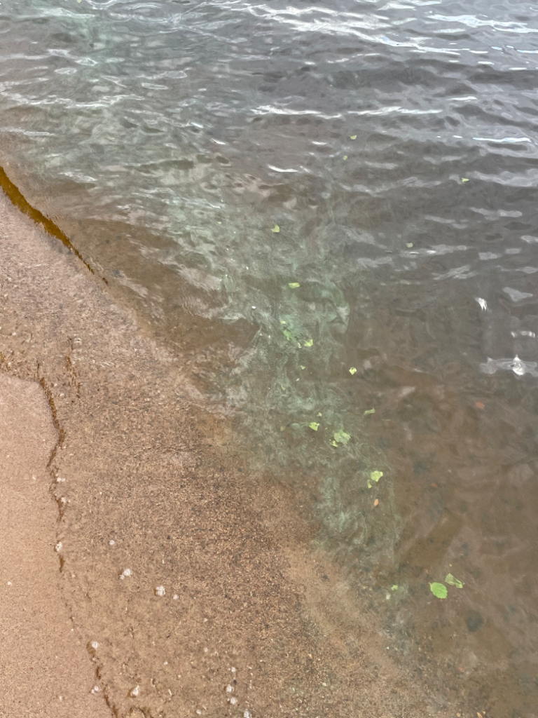 Kuortaneenjärvi (44.041.1.001)-Havaintopaikka 4-ObsALG-202406181754-6671a029268c6.png