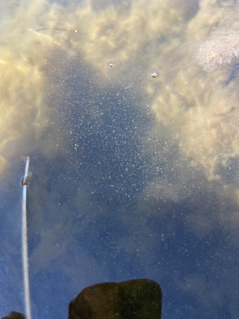 Luvian sisäsaaristo-Kaasanpala-ObsALG-202307121214-64ae702f62fa1.png