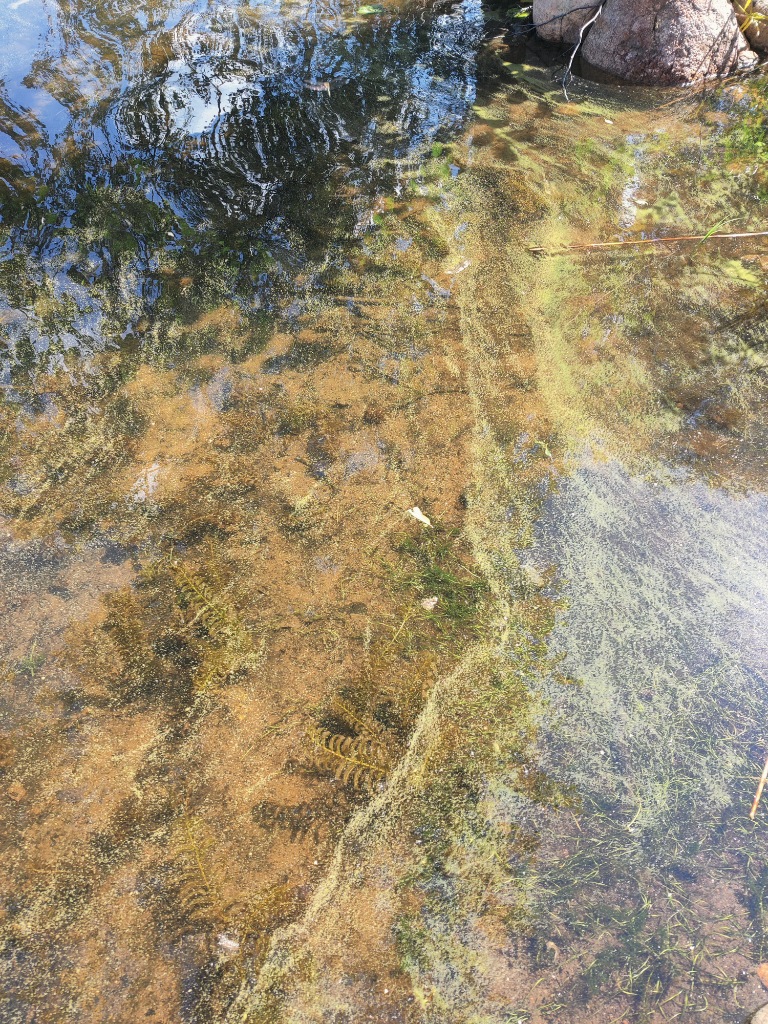 Pitkäjärvi (04.199.1.001)-Hauniemi-ObsIMG-202107131121-60ed4d715267f.png