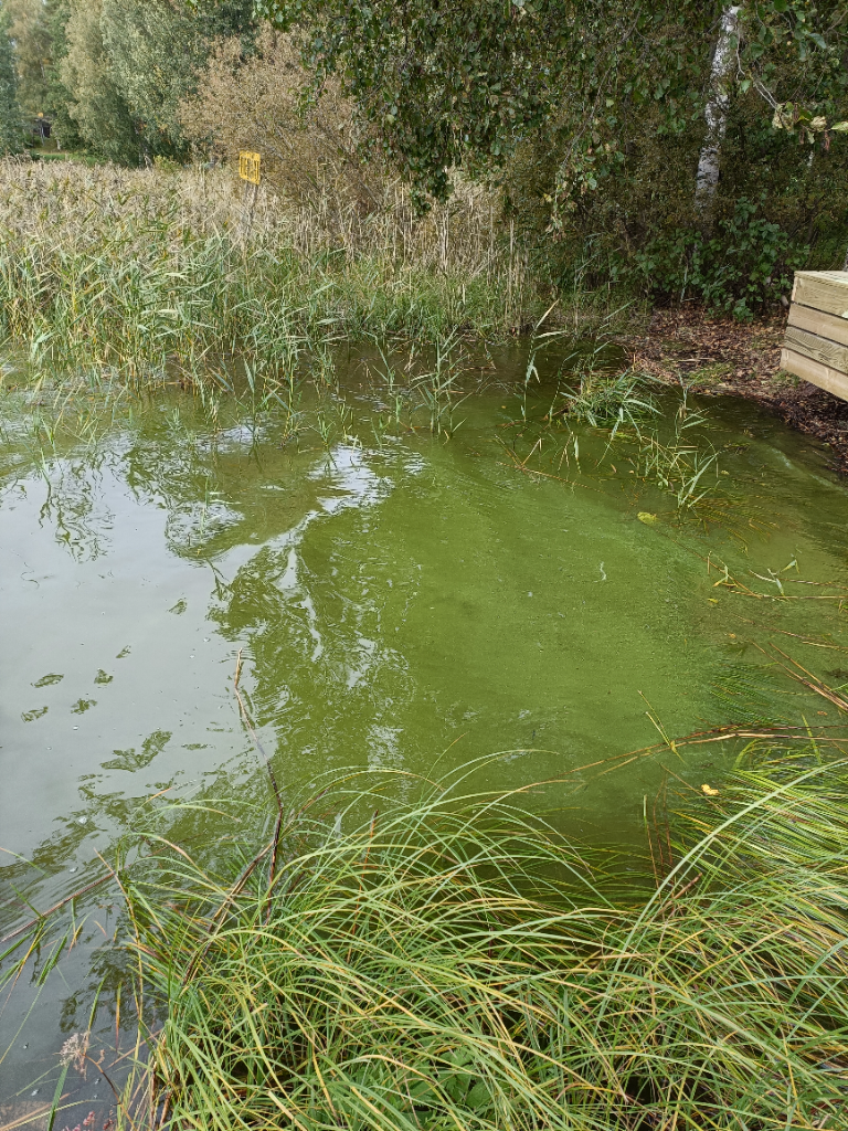 Kyrösjärvi (35.521.1.001)-Luhalahti venesatama-ObsIMG-202309101013-650ad443400c5.png