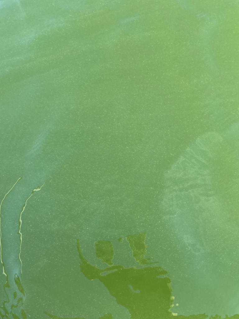 Liesluodon - Korsaaren edusta-Havaintopaikka 3-ObsIMG-202207301917-62e55a72b56ed.png