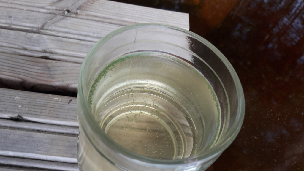 Pielinen (04.411.1.001)-västäräkin lahti-ObsIMG-202106231129-60d2f2cb19b90.png